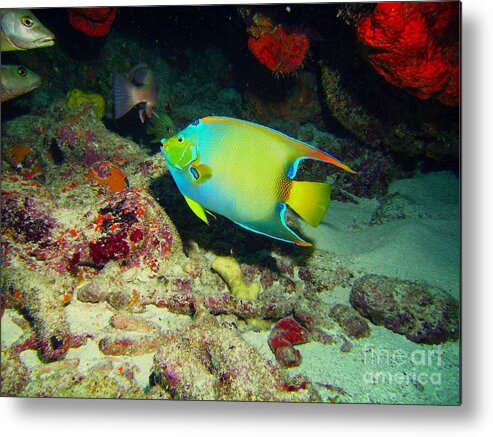 Angel Fish Metal Print featuring the photograph Angel Fish by Carey Chen