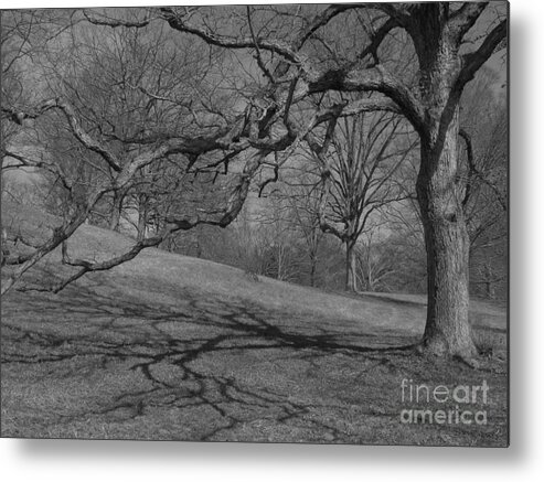 Black And White Tree Metal Print featuring the photograph Ansel's Tree by Anita Adams