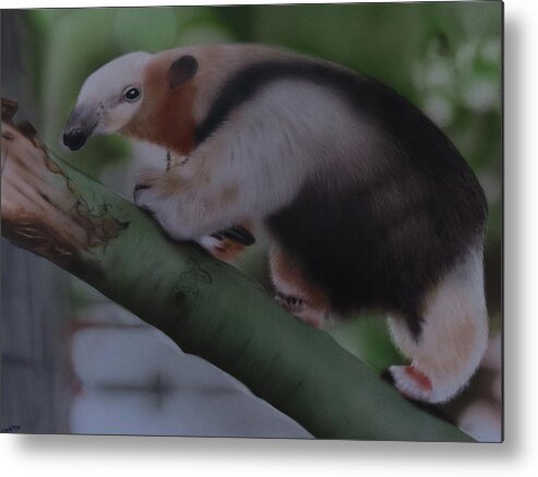 Nature Metal Print featuring the mixed media Anteater by Peter Hartog