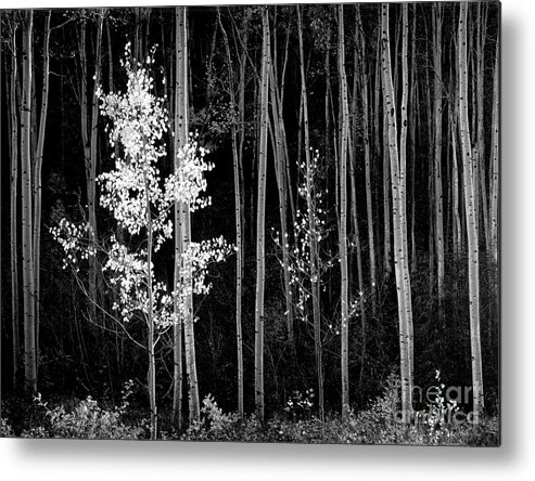Black And White Metal Print featuring the photograph Aspens Northern New Mexico 1958 by Ansel Adams
