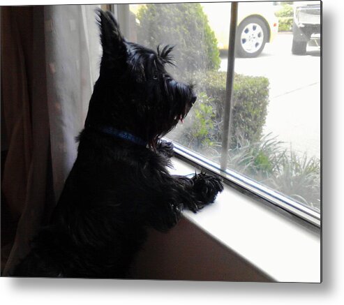 Scottish Terrier Metal Print featuring the photograph At the Window by Diane Ferguson