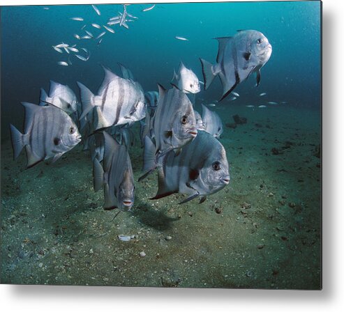 Feb0514 Metal Print featuring the photograph Atlantic Spadefish School Grays Reef by Flip Nicklin