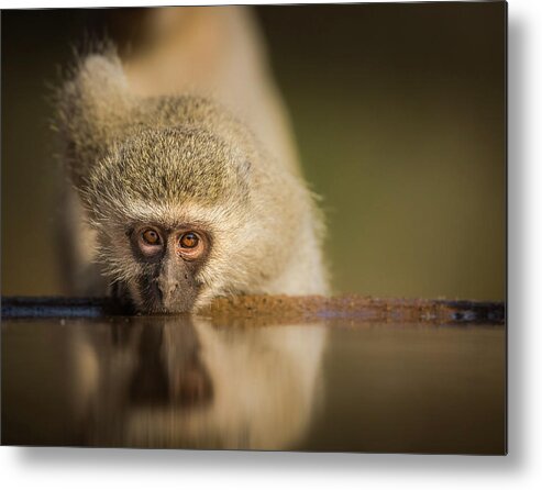 Vervet Metal Print featuring the photograph Attentive by Jaco Marx