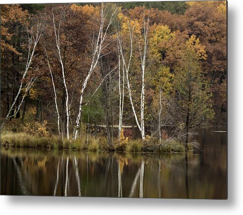 Autumn Metal Print featuring the photograph Autumn Birches by Thomas Young