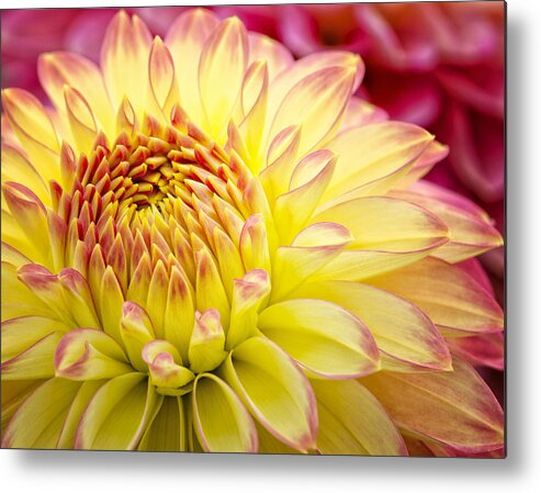 Dahlia Metal Print featuring the photograph Autumn Dahlia by Georgette Grossman