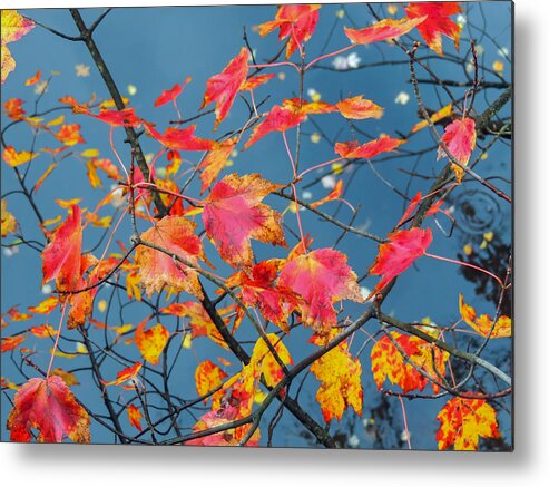 Autumn Metal Print featuring the photograph Autumn Leaves by Robert Mitchell