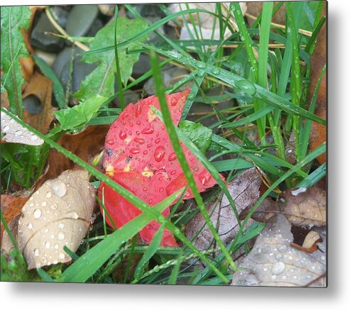 Raindrops Metal Print featuring the photograph Autumn Raindrops by Lila Mattison