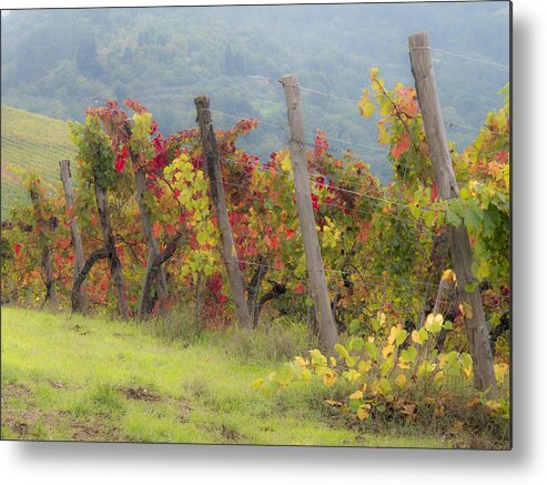 Agriculture Metal Print featuring the photograph Autumn vineyard by Eggers Photography