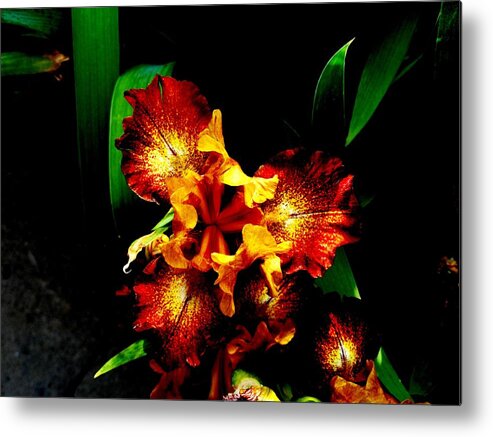 Awesome Iris Metal Print featuring the photograph Awesome Iris by Mike Breau