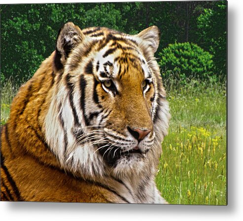 Tiger Metal Print featuring the photograph Axl's Portrait by Sandi OReilly