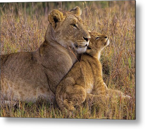 Lion Metal Print featuring the photograph Baby Lion With Mother by Henry Jager