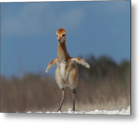 Animals Metal Print featuring the photograph Baby Sandhill Crane 071 by Christopher Mercer