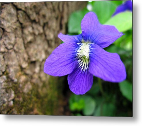 Wild Violet Metal Print featuring the photograph Backyard Wild Violet by Cynthia Clark
