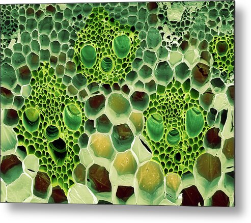 Bamboo Metal Print featuring the photograph Bamboo Stem by Steve Gschmeissner