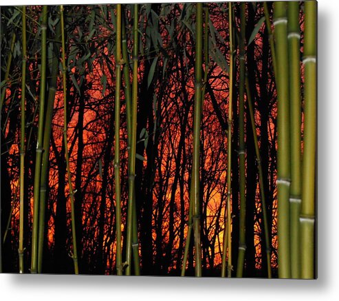 Bamboo Metal Print featuring the photograph Bamboo Sunset by Sharon Costa