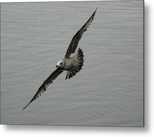 Flying Sea Gull Metal Print featuring the photograph Banking Left by Thomas Young