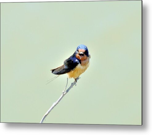 Tree Swallow Metal Print featuring the photograph Barn Swallow by Kathy King