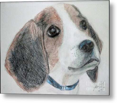 Animal Metal Print featuring the drawing Beagle by Lyric Lucas