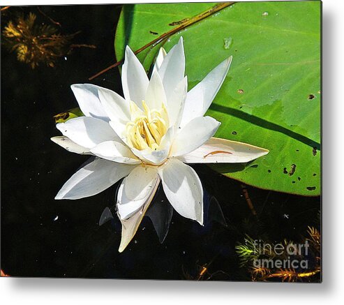 Lily Metal Print featuring the photograph Beautiful lily by Karin Ravasio