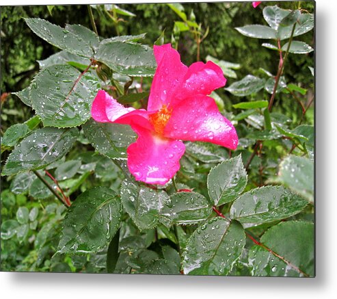 Flower Metal Print featuring the photograph Beauty After The Rain by Felix Zapata