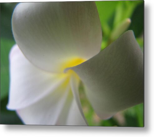 Plumeria Metal Print featuring the photograph Beauty by Beth Vincent