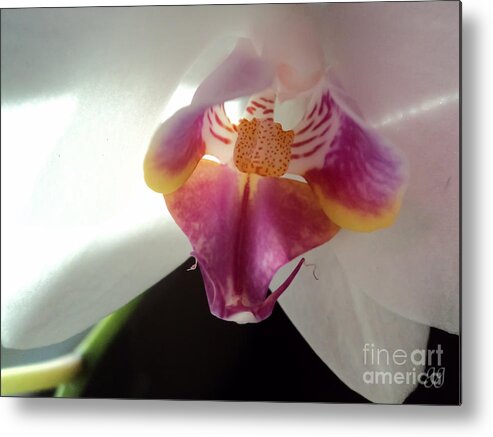 Floral Metal Print featuring the photograph Beauty Is Truth by Geri Glavis