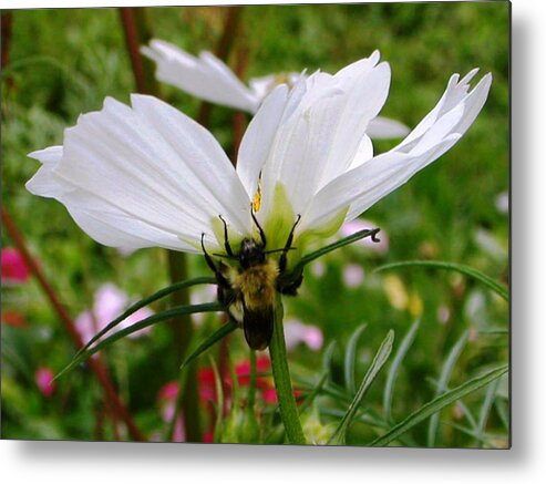 Bee Metal Print featuring the photograph Bee on Cosmos by Nina-Rosa Dudy