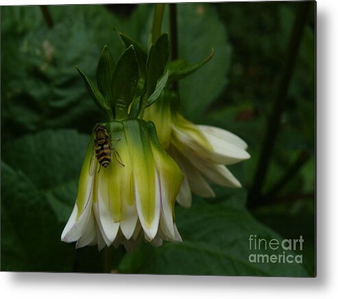 Jane Ford Metal Print featuring the photograph Bee On Flower by Jane Ford