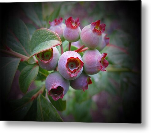 Blueberries Metal Print featuring the photograph Berry Unripe by MTBobbins Photography