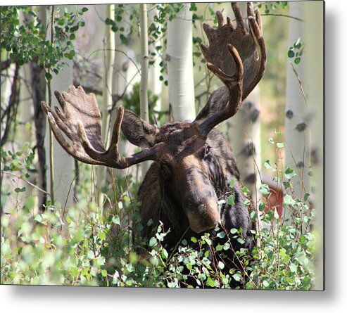 Bull Moose Photographs Metal Print featuring the photograph Big Daddy The Moose 3 by Fiona Kennard