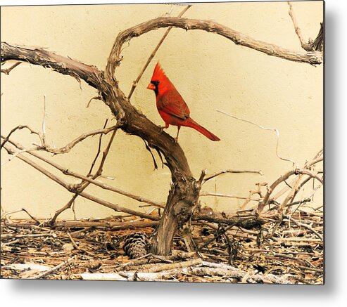 Northern Cardinal Metal Print featuring the photograph Bird on a Vine by Jayne Wilson