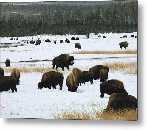 Wild Bison Metal Print featuring the mixed media Bison Cows Browsing by Kae Cheatham