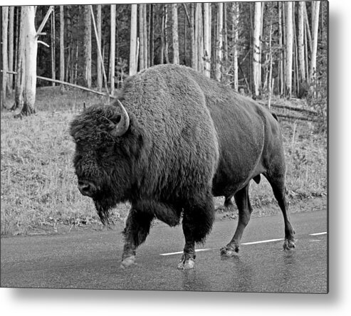 American Bison Metal Print featuring the photograph Bison Crossing by Wasatch Light