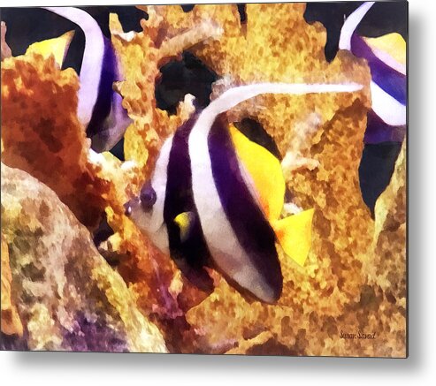 Angelfish Metal Print featuring the photograph Black and White Striped Angelfish by Susan Savad