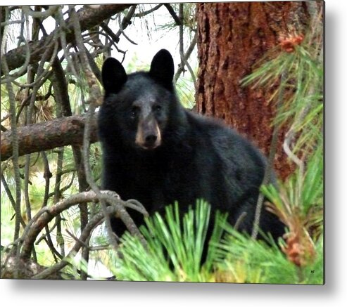 Black Bear Metal Print featuring the photograph Black Bear 1 by Will Borden
