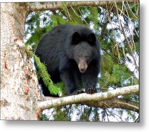 Black Bear 2 Metal Print featuring the photograph Black Bear 2 by Will Borden
