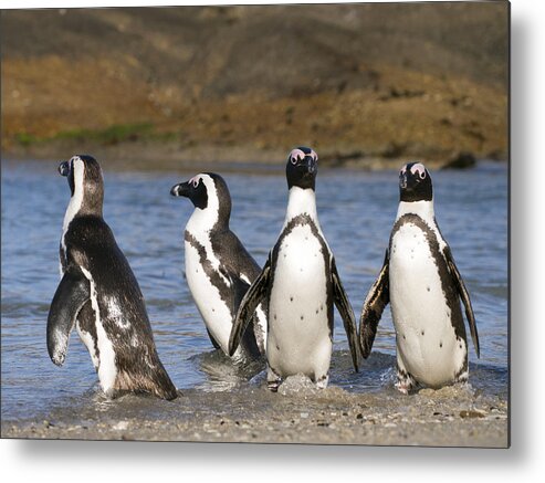 Nis Metal Print featuring the photograph Black-footed Penguins On Beach Cape by Alexander Koenders