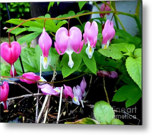 Hearts Metal Print featuring the photograph Bleeding Hearts by Mars Besso