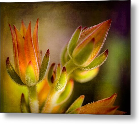 Nature Metal Print featuring the photograph Blooming Succulents IV by Marco Oliveira