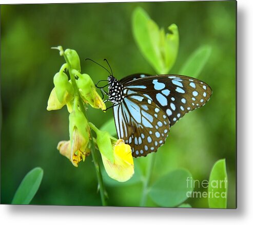 Butterfly Metal Print featuring the photograph Blue Butterfly In The Green Garden by Gina Koch