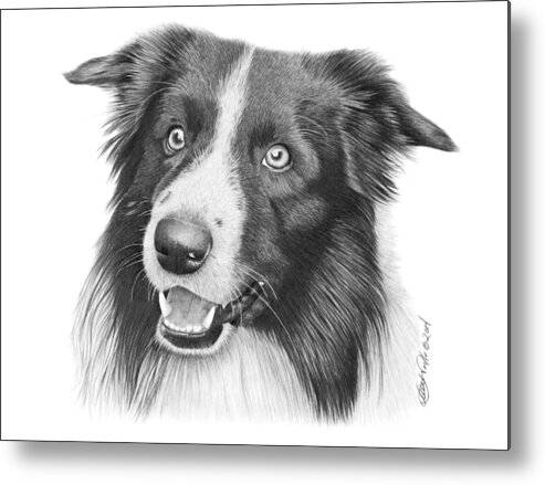  Dog Metal Print featuring the drawing Border Collie -030 by Abbey Noelle