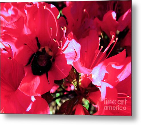 Landscape Metal Print featuring the photograph Bottoms Up by Robyn King