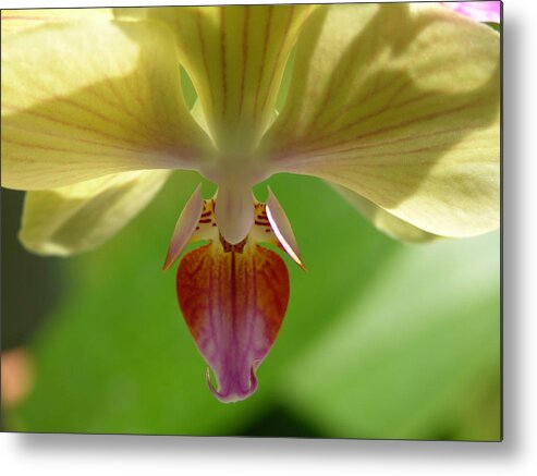Orchid Metal Print featuring the photograph Breathe by Lucy Howard