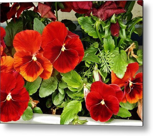 Flowers Metal Print featuring the photograph Brick Pansies by VLee Watson