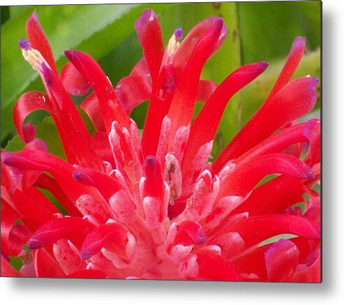 Red Bromeliad Flower Blooming In All It's Glory. Metal Print featuring the photograph Bright Red Bomeliad by Belinda Lee