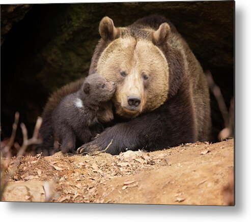Brown Bear Metal Print featuring the photograph Brown Bear Family by Dietermeyrl
