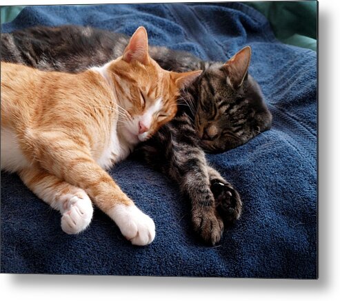 Kitty Metal Print featuring the photograph Buddies for life by Teri Schuster