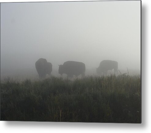 Buffalo Metal Print featuring the photograph Buffalo in the Mist by Stacy Abbott