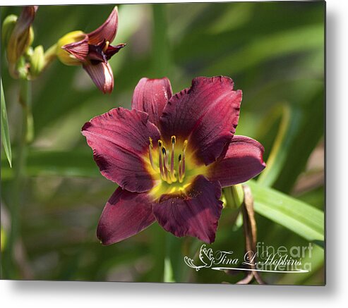 Day Lily Metal Print featuring the photograph Burgundy Day Lily 20120706_24 by Tina Hopkins