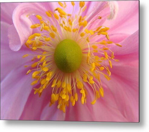 Anemone Metal Print featuring the photograph Windflower by Cheryl Hoyle